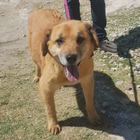 Adopta a Güero 2