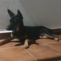 Adopta a Dante