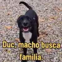 Adopta a Duc