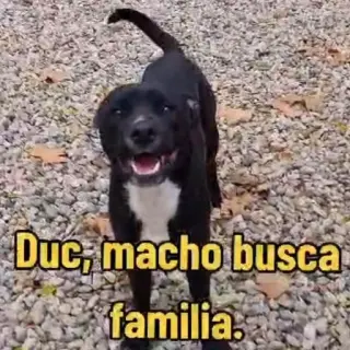 Duc