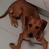 Adopta a Haru