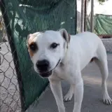 Adopta a Koala