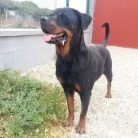 Adopta a Chandra