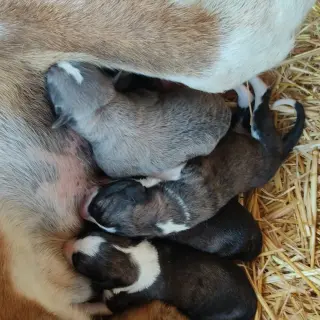 Perritos