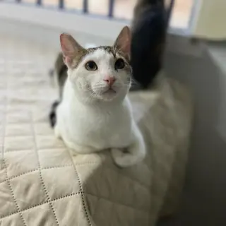 Sam