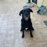 Adopta a Beltza
