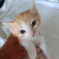 Adopta a Chiquitines