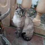 Adopta a Luna Eva