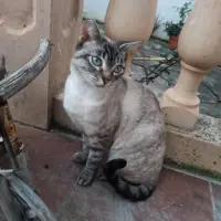Adopta a Luna Eva