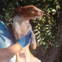 Adopta a Nick