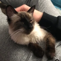 Adopta a Kizuna