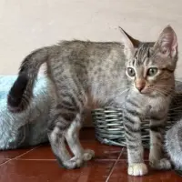 Adopta a Fum
