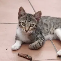 Adopta a Leia