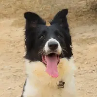 Adopta a Chara