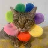 Adopta a Triss