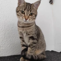 Adopta a Tabby