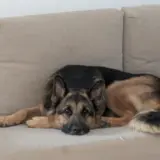 Adopta a Rey
