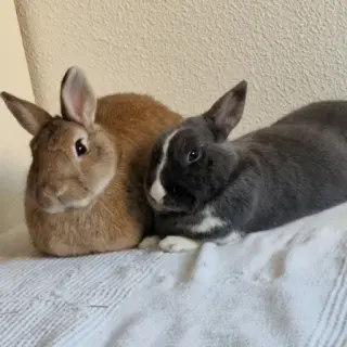 Tambor Y Vaiana