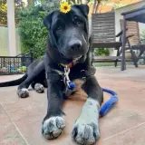 Adopta a Mario
