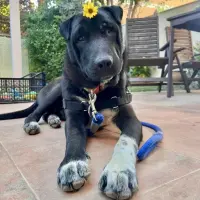 Adopta a Mario