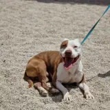 Adopta a Gordito (Lucky)