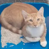 Adopta a Melocotón