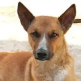 Adopta a Pedro