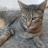 Adopta a Lince