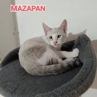 Adopta a Mazapán