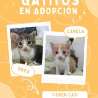 Adopta a Oreo-Canela