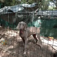 Adopta a Cuco