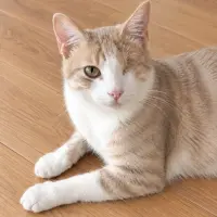 Adopta a Jack-Sparrow