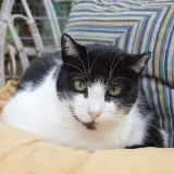 Adopta a Oreo