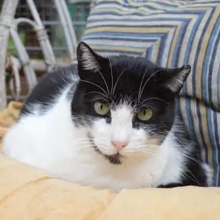 Oreo