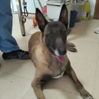 Adopta a Soleá