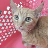 Adopta a Chinito