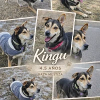 Adopta a Kingu