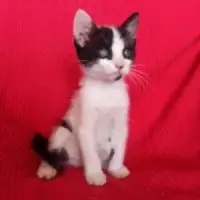 Adopta a Moka