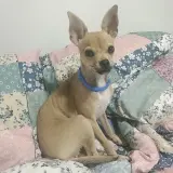 Adopta a Horacio
