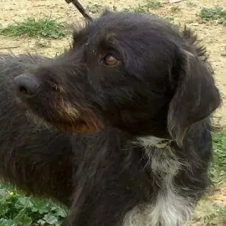 Lapa
