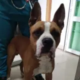 Adopta a Yago