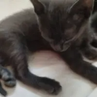 Adopta a Hambriento