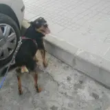 Adopta a Peter