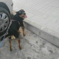 Adopta a Peter
