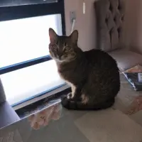 Adopta a Taki