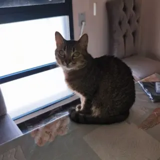 Taki