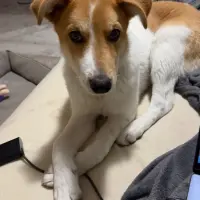 Adopta a Whisky