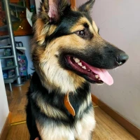 Adopta a Zeus