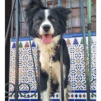 Adopta a Chiqui