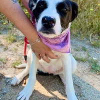 Adopta a Oreo